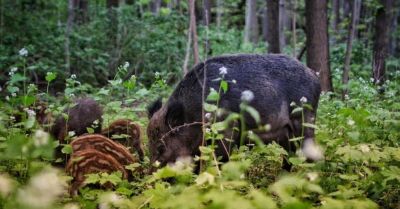 Raport o dzikach ma być podstawą krajowych wytycznych